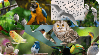 A collage of many different types of bird species.